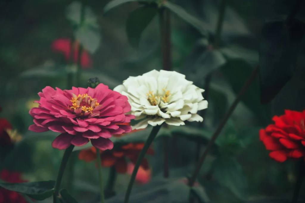 Bold Zinnia flowering plants for balcony with long-lasting blooms