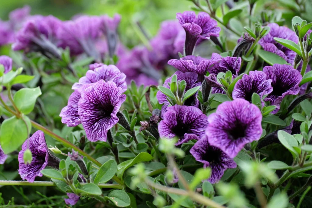 Colorful Petunia flower plants for balcony in hanging pots