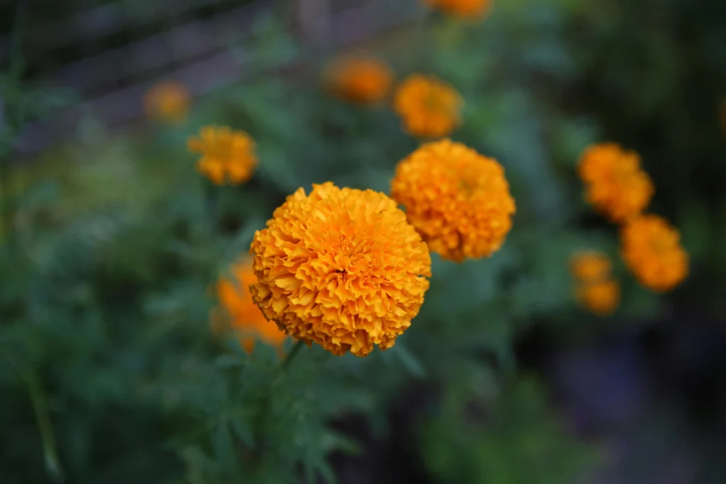 Bright yellow and orange Marigold flowering plants for balcony garden