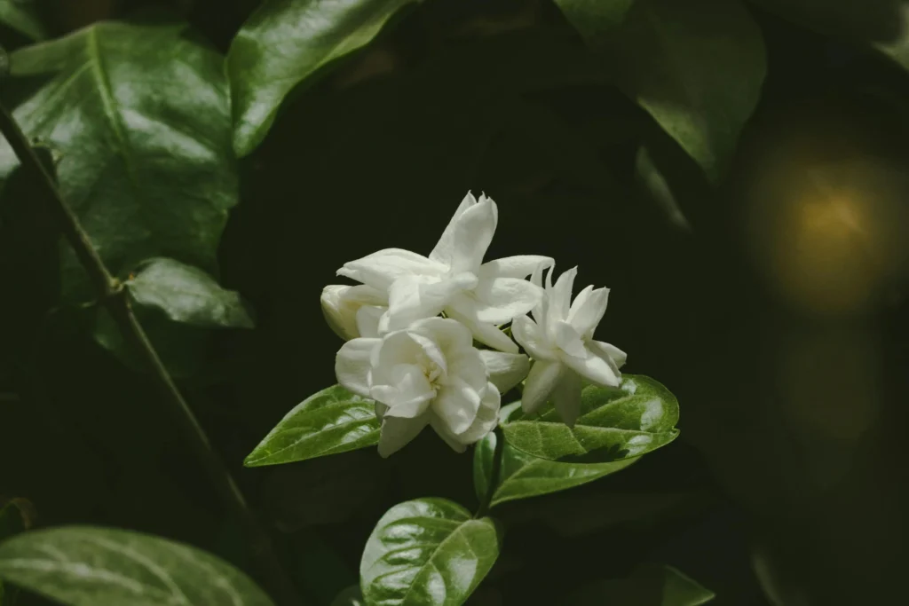 Fragrant Jasmine flowering plant for balcony with white blooms