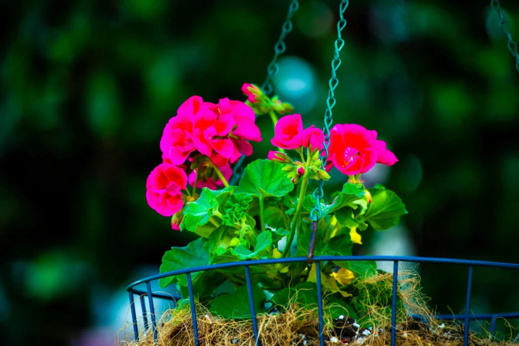 Geranium flowering plant for balcony with vibrant pink blooms