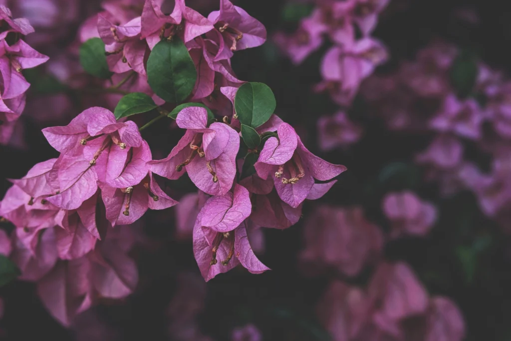 Bougainvillea flowering plant climbing on a balcony trellis