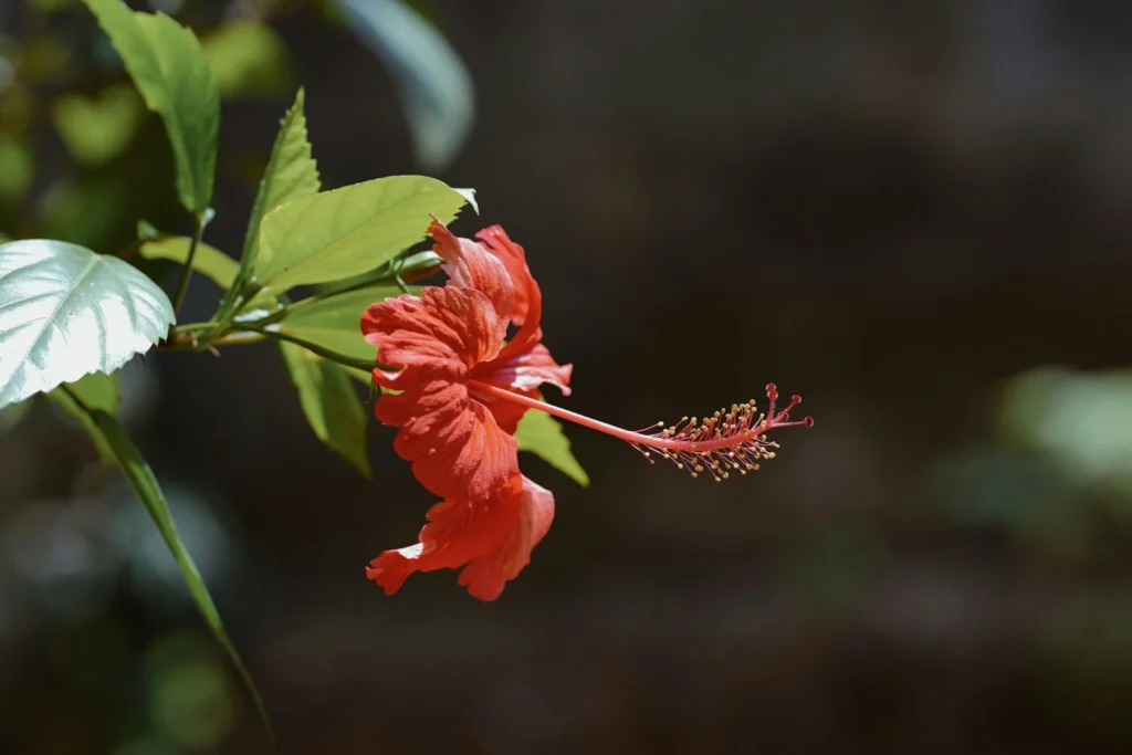 Tropical red hibiscus flowering plant on a sunny balcony