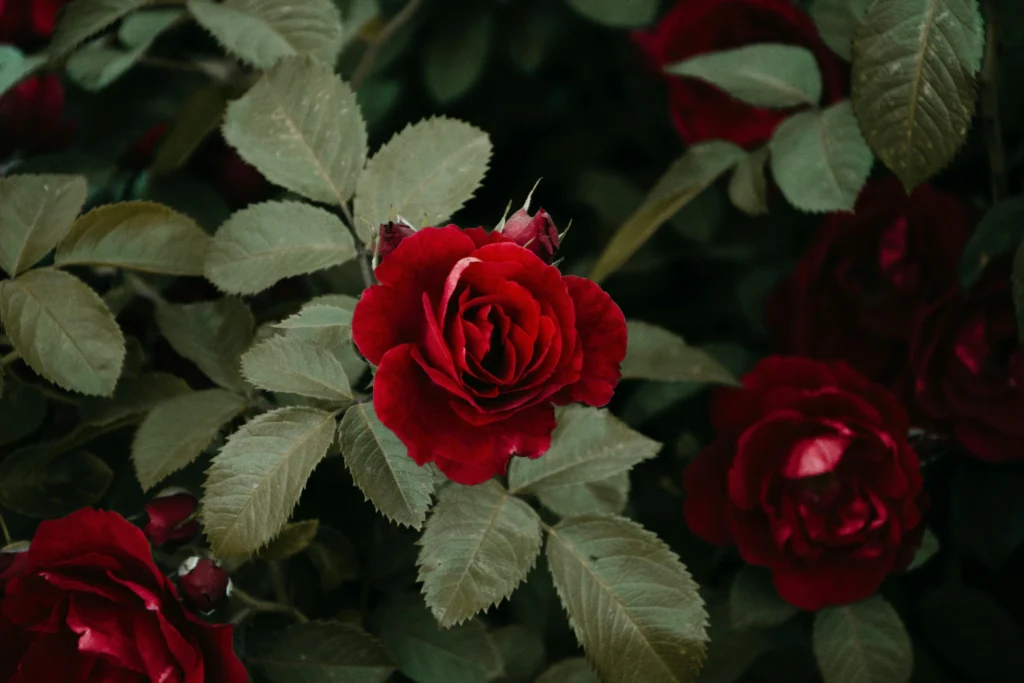 Miniature rose plant blooming in balcony pot