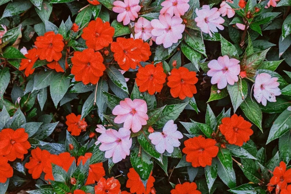 Colorful Impatiens flowers in shade-friendly balcony garden