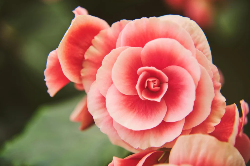 Decorative begonia flowering plant in hanging balcony pot