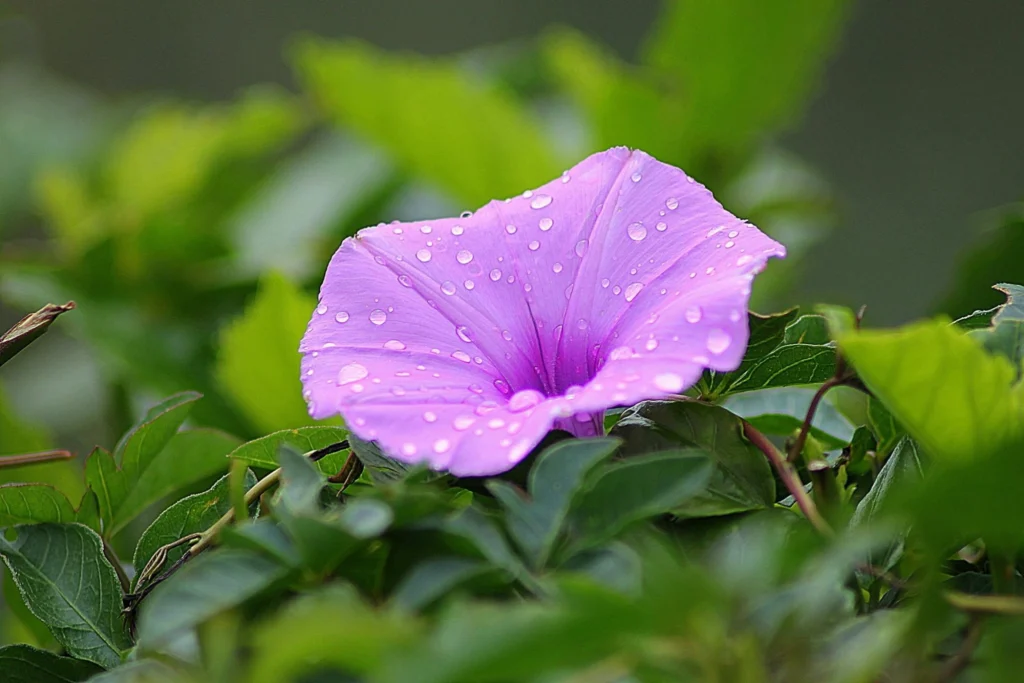 Morning Glory climber with blue flowers on balcony railing