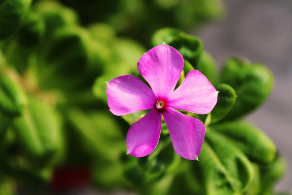 Pink Periwinkle (Sadabahar) flowers blooming year-round in balcony pot