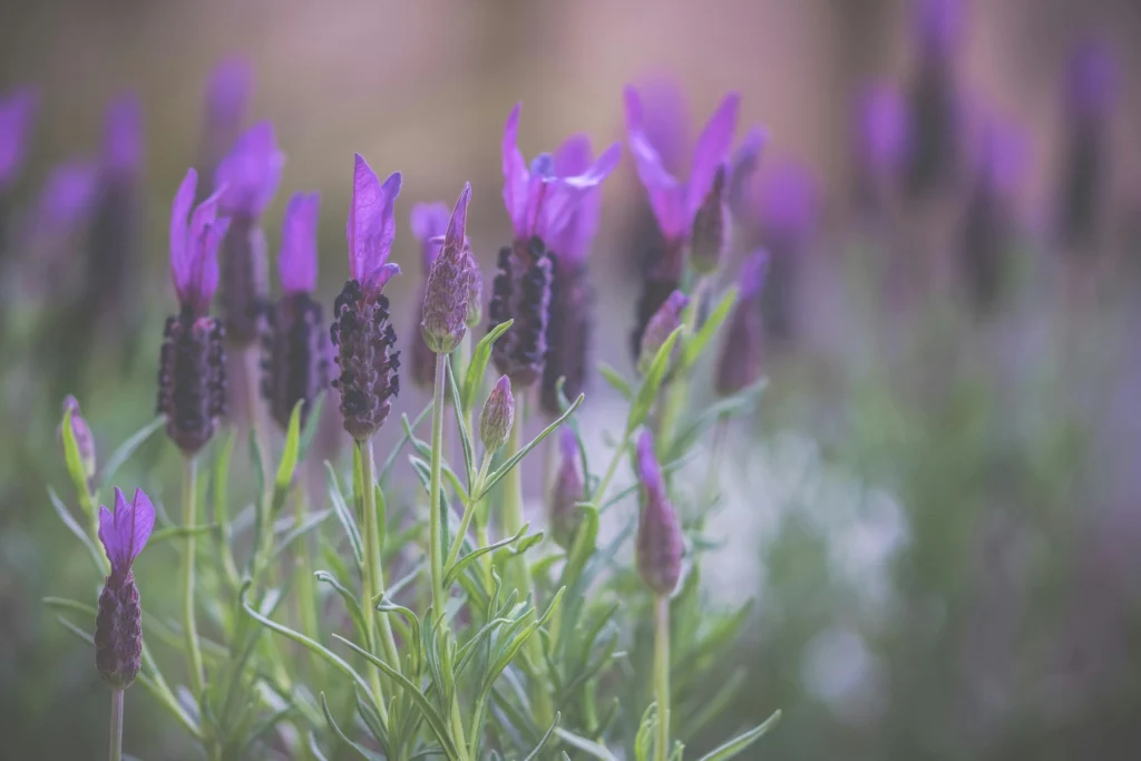 Aromatic lavender flowering plant growing in sunny balcony