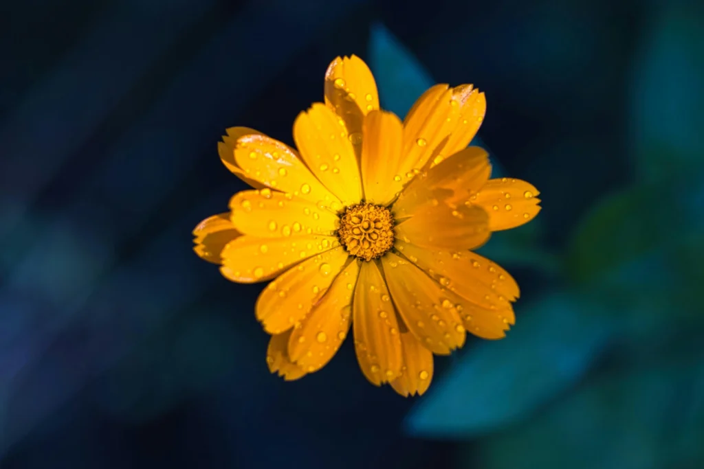 Yellow calendula flowers blooming in a kitchen balcony garden