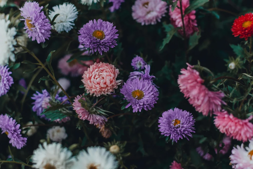 Colorful chrysanthemum blooms decorating a fall balcony.
